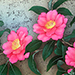 Haruomi Izumi Gallery